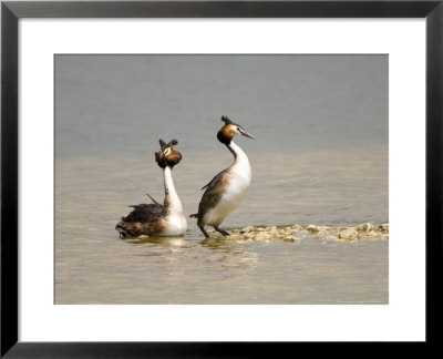 Great Crested Grebe, Pair Displaying, Uk by Mike Powles Pricing Limited Edition Print image