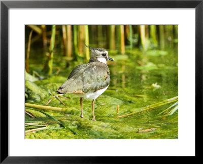 Lapwing, Adult Wading, Uk by Mike Powles Pricing Limited Edition Print image