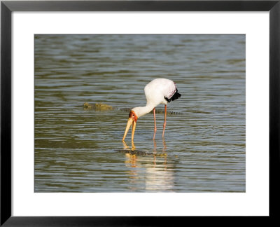 Yellow-Billed Stork, Adult Fishing Amongst Crocodiles, Tanzania by Mike Powles Pricing Limited Edition Print image