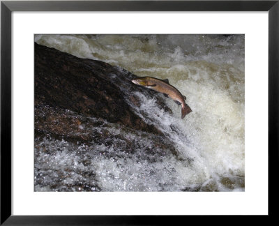 Atlantic Salmon, Salmon Attempting To Leap Up Falls, Scotland by Keith Ringland Pricing Limited Edition Print image