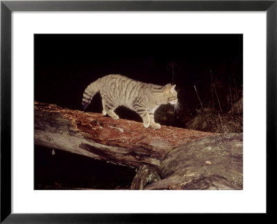 Scottish Wildcat, Taken In Wild by Keith Ringland Pricing Limited Edition Print image