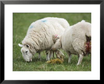 Domestic Mule Ewes, Two Ewes Eating Umbilical Cord, Scotland by Keith Ringland Pricing Limited Edition Print image