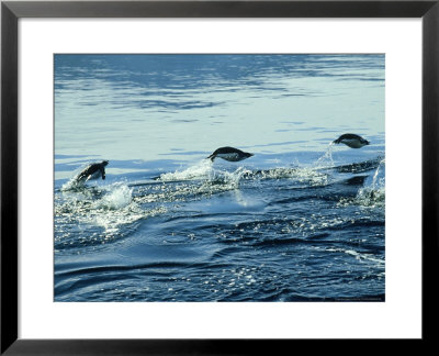 Adelie Penguin, Porpoising, Antarctic Peninsula by Rick Price Pricing Limited Edition Print image