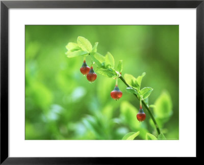 Blaeberry Or Bilberry, Flower, Scotland by Iain Sarjeant Pricing Limited Edition Print image