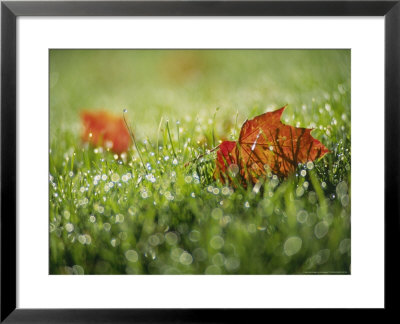 Fallen Autumn Leaf, Scotland by Iain Sarjeant Pricing Limited Edition Print image