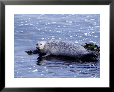 Harbor Seal Resting On Rocks, Phoca Vitulina, Ca by Elizabeth Delaney Pricing Limited Edition Print image