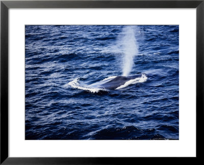 Blue Whale, Blowing, Baja Calif by Gerard Soury Pricing Limited Edition Print image