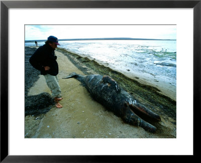 Grey Whale, Newborn On Beach, Mexico by Gerard Soury Pricing Limited Edition Print image