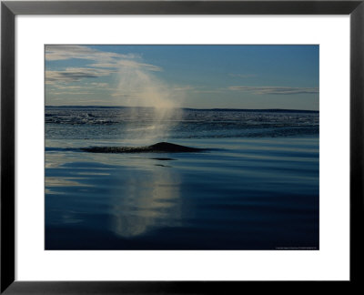 Bowhead Whale, Next To Ice Floe, Baffin Island by Gerard Soury Pricing Limited Edition Print image