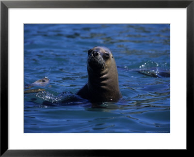 Southern Sea Lion, Female, Patagonia by Gerard Soury Pricing Limited Edition Print image