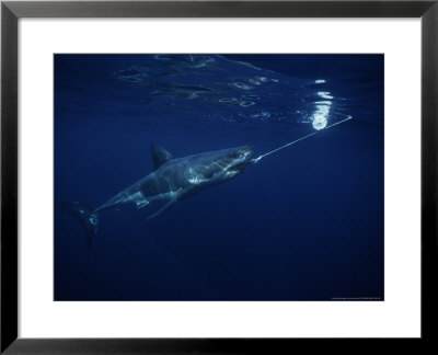 Great White Shark, With Bait, Pacific by Gerard Soury Pricing Limited Edition Print image