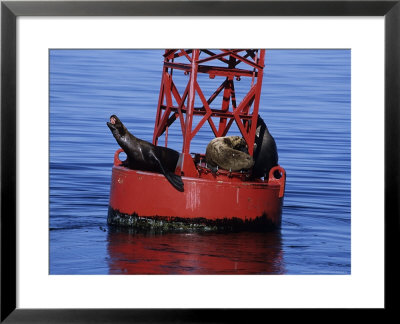 Steller Sea Lion, Three On Light Buoy, Usa by Gerard Soury Pricing Limited Edition Print image