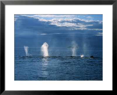 Humpback Whales, A Row Of Blows, Usa, Pacific Ocean by Gerard Soury Pricing Limited Edition Print image