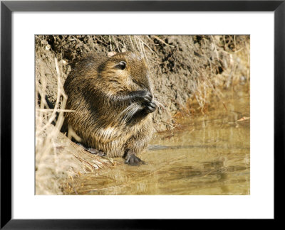 Coypu Or Nutria, Washing Itself, France by Gerard Soury Pricing Limited Edition Print image