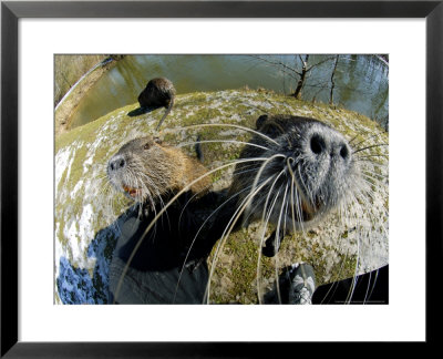 Coypu Or Nutria, Being Inquisitive, France by Gerard Soury Pricing Limited Edition Print image