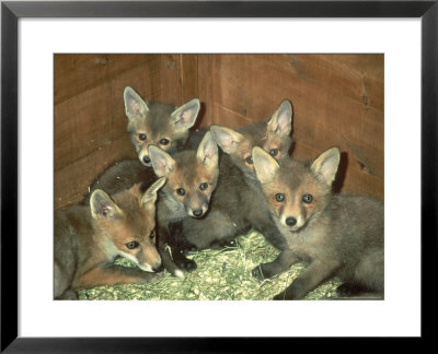 Fox, Cubs, England by Les Stocker Pricing Limited Edition Print image