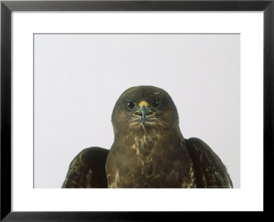 Buzzard, Portrait by Les Stocker Pricing Limited Edition Print image