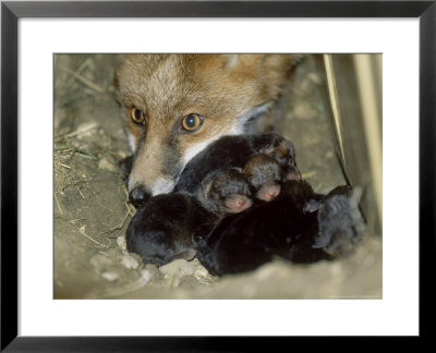 Fox, And 1 Day Old Cubs by Les Stocker Pricing Limited Edition Print image