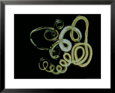 Heligosomoides Polygyrus by Sinclair Stammers Pricing Limited Edition Print image