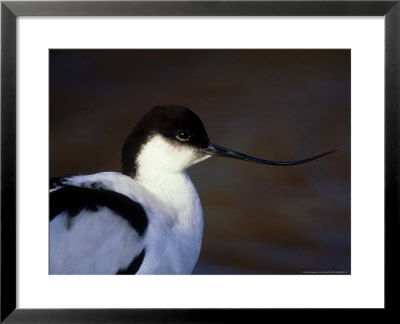 Avocet, Showing Upturned Bill by David Tipling Pricing Limited Edition Print image