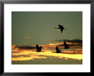 Sandhill Cranes At Dusk, New Mexico by David Tipling Pricing Limited Edition Print image