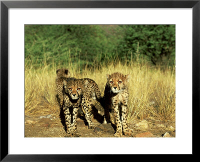 Cheetah, Cubs, South Africa by David Tipling Pricing Limited Edition Print image