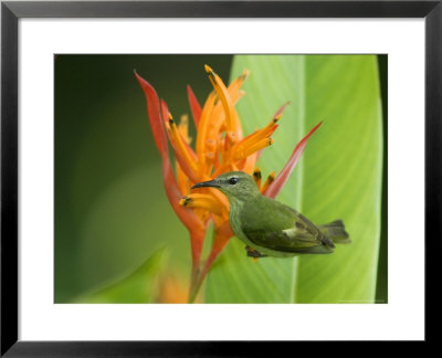 Red-Legged Honeycreeper, Female On Flower, Costa Rica by Roy Toft Pricing Limited Edition Print image