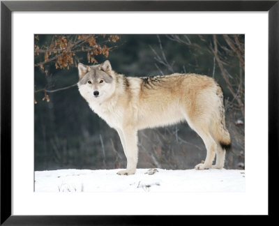Female Gray Wolf, Ste-Anne-De-Bellevue, Canada by Robert Servranckx Pricing Limited Edition Print image
