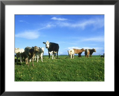 Cows, Stonehenge Down, Uk by Ian West Pricing Limited Edition Print image