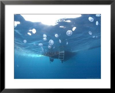 Jellyfish, Under Surface, Red Sea by Mark Webster Pricing Limited Edition Print image