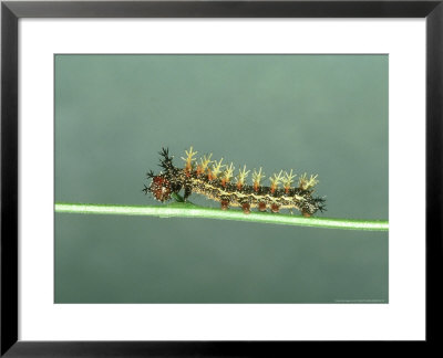 Question Mark Butterfly, Larva, Usa by G. W. Willis Pricing Limited Edition Print image