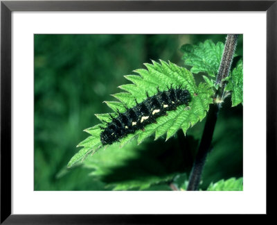 Red Admiral, Black Larva, Uk by John Woolmer Pricing Limited Edition Print image