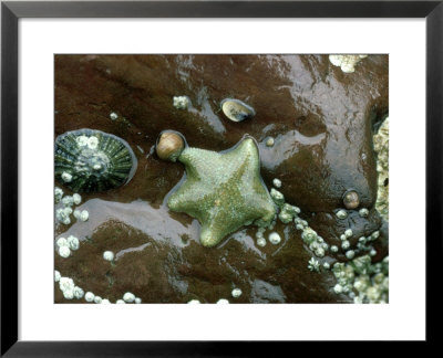 Cushion Star, Wales, Uk by Barrie Watts Pricing Limited Edition Print image