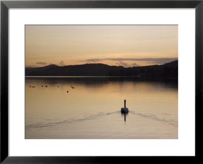 Swan Swimming At Sunset On Coniston Water In Autumn, Coniston, Lake District National Park, England by Pearl Bucknall Pricing Limited Edition Print image