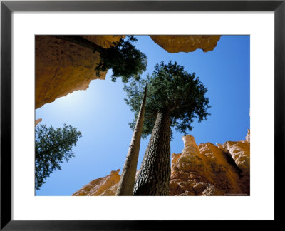 Bryce Canyon National Park, Utah, Usa by Roy Rainford Pricing Limited Edition Print image