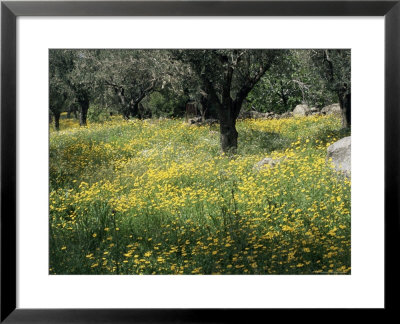 Olive Grove With Wild Flowers, Lesbos, Greece by Roy Rainford Pricing Limited Edition Print image