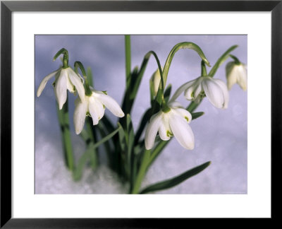 Snowdrops, Galanthus Nivalis, Bielefeld, Germany by Thorsten Milse Pricing Limited Edition Print image