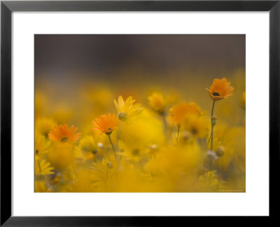 Daisies, Nieuwoudtville, Northern Cape, South Africa, Africa by Steve & Ann Toon Pricing Limited Edition Print image