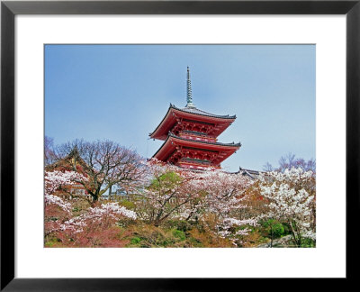 Cherry Blossom, Kyoto, Japan by Shin Terada Pricing Limited Edition Print image