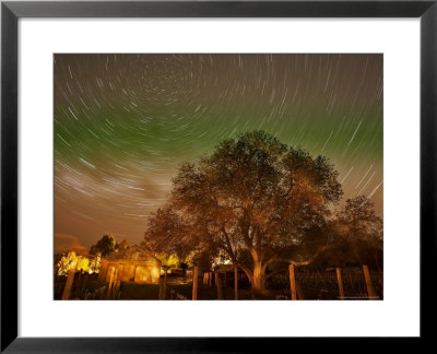 Star Trails Over Walnut Tree, Domain Road Vineyard, Central Otago, South Island, New Zealand by David Wall Pricing Limited Edition Print image