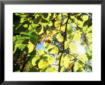 Leaves And Large Seeds, Jasmund National Park, Island Of Ruegen, Germany by Christian Ziegler Pricing Limited Edition Print image