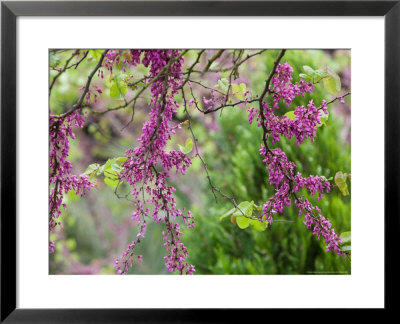 Spring Blossoms On Via Tiberio, Capri, Bay Of Naples, Campania, Italy by Walter Bibikow Pricing Limited Edition Print image