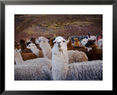 Llama And Alpaca Herd, Lares Valley, Cordillera Urubamba, Peru by Kristin Piljay Pricing Limited Edition Print image