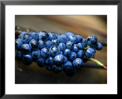 Grenache Grapes, Picked by Joerg Lehmann Pricing Limited Edition Print image