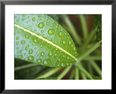 Leaf Detail, Maldives, Indian Ocean by Jon Arnold Pricing Limited Edition Print image