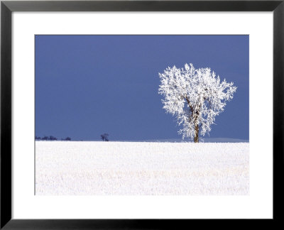 Hoar Frost Covers Tree, North Dakota, Usa by Chuck Haney Pricing Limited Edition Print image