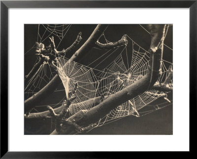 Spider's Web Amongst The Branches Of A Tree by R. Zorno Pricing Limited Edition Print image