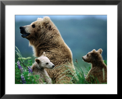 Brown Bear Mother And Spring Cubs, Hallo Bay, Alaska by Mark Newman Pricing Limited Edition Print image