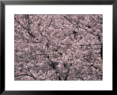 Big Cherry Blossom Tree In Washington, D.C. by Stacy Gold Pricing Limited Edition Print image