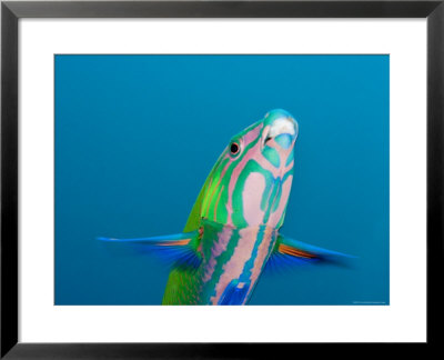 Closeup Of A Brighly Colored Crescent Wrasse, Bali, Indonesia by Tim Laman Pricing Limited Edition Print image